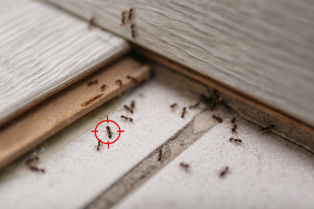 Best Pest Control Near Me in Williams Bay, WI
