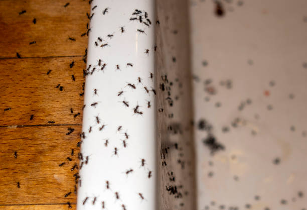 Best Ant Control Services  in Lliams Bay, WI